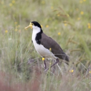 Vanellus miles at Shannons Flat, NSW - 5 Dec 2021 04:56 PM