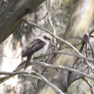 Dacelo novaeguineae at Yaouk, NSW - 5 Dec 2021