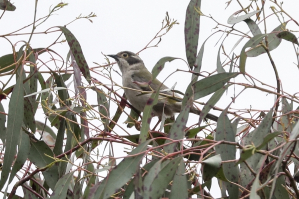 Melithreptus brevirostris at Yaouk, NSW - 5 Dec 2021