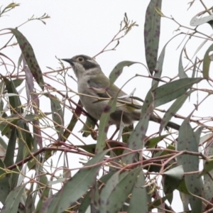 Melithreptus brevirostris at Yaouk, NSW - 5 Dec 2021