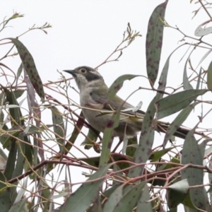 Melithreptus brevirostris at Yaouk, NSW - 5 Dec 2021 11:42 AM