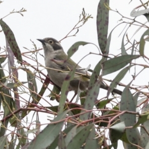 Melithreptus brevirostris at Yaouk, NSW - 5 Dec 2021 11:42 AM