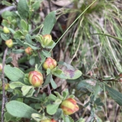 Hibbertia obtusifolia (Grey Guinea-flower) at Acton, ACT - 6 Dec 2021 by Jenny54