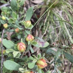 Hibbertia obtusifolia (Grey Guinea-flower) at Black Mountain - 5 Dec 2021 by Jenny54