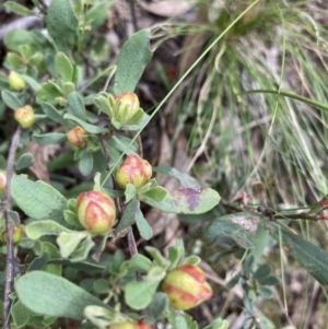 Hibbertia obtusifolia at Acton, ACT - 6 Dec 2021