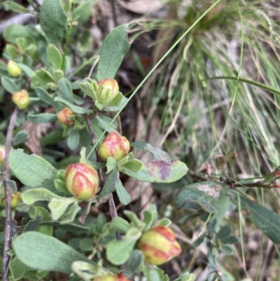 Hibbertia obtusifolia (Grey Guinea-flower) at Black Mountain - 5 Dec 2021 by Jenny54