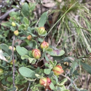 Hibbertia obtusifolia at Acton, ACT - 6 Dec 2021