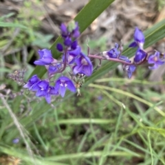 Veronica sp. at Acton, ACT - 6 Dec 2021 by Jenny54