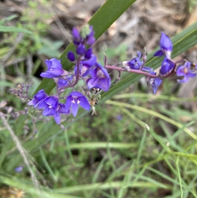 Veronica sp. at Black Mountain - 5 Dec 2021 by Jenny54