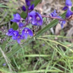 Veronica sp. at Acton, ACT - 6 Dec 2021