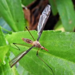 Leptotarsus (Macromastix) costalis (Common Brown Crane Fly) at Crooked Corner, NSW - 5 Dec 2021 by Milly
