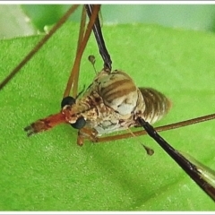 Leptotarsus (Macromastix) costalis at Crooked Corner, NSW - 5 Dec 2021