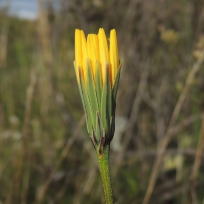 Microseris walteri (Yam Daisy, Murnong) at Conder, ACT - 20 Oct 2021 by MichaelBedingfield