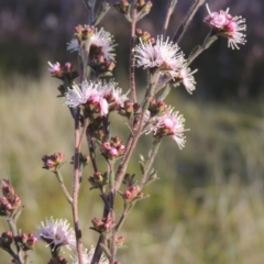 Kunzea parvifolia (Violet Kunzea) at Conder, ACT - 20 Oct 2021 by MichaelBedingfield
