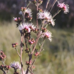 Kunzea parvifolia (Violet Kunzea) at Conder, ACT - 20 Oct 2021 by michaelb