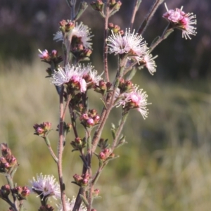 Kunzea parvifolia at Conder, ACT - 20 Oct 2021