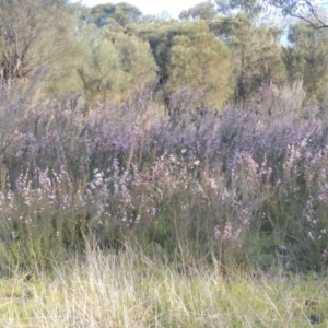 Kunzea parvifolia at Conder, ACT - 20 Oct 2021