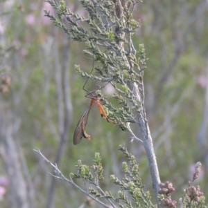 Harpobittacus australis at Conder, ACT - 20 Oct 2021