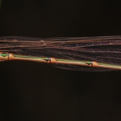 Austrolestes analis (Slender Ringtail) at Mount Majura - 5 Dec 2021 by Boagshoags