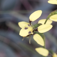 Diuris sulphurea (Tiger Orchid) at Booth, ACT - 5 Dec 2021 by AlisonMilton