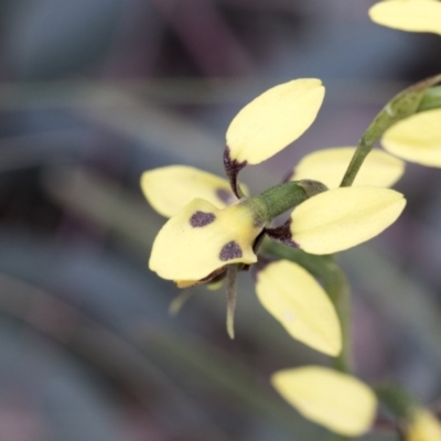 Diuris sulphurea (Tiger Orchid) at Namadgi National Park - 5 Dec 2021 by AlisonMilton