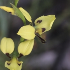 Diuris sulphurea (Tiger Orchid) at Mount Clear, ACT - 5 Dec 2021 by AlisonMilton