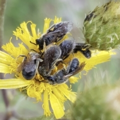 Lasioglossum (Chilalictus) lanarium (Halictid bee) at Weston, ACT - 5 Dec 2021 by AliceH