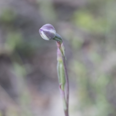 Thelymitra sp. (A Sun Orchid) at Mount Clear, ACT - 5 Dec 2021 by AlisonMilton