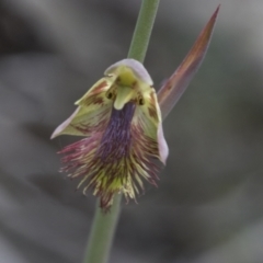 Calochilus montanus (Copper Beard Orchid) at Mount Clear, ACT - 5 Dec 2021 by AlisonMilton
