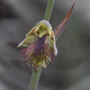 Calochilus montanus at Mount Clear, ACT - 5 Dec 2021