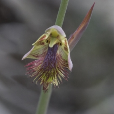 Calochilus montanus (Copper Beard Orchid) at Namadgi National Park - 5 Dec 2021 by AlisonMilton