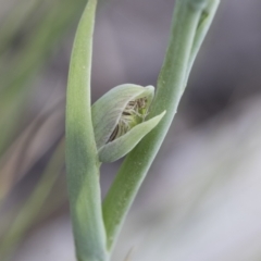 Calochilus montanus at Mount Clear, ACT - 5 Dec 2021