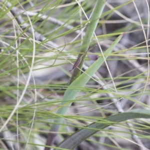 Calochilus montanus at Mount Clear, ACT - 5 Dec 2021