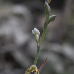 Calochilus montanus at Mount Clear, ACT - 5 Dec 2021