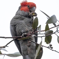 Callocephalon fimbriatum at Cotter River, ACT - suppressed