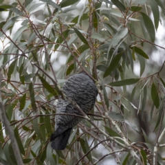 Callocephalon fimbriatum at Cotter River, ACT - 5 Dec 2021