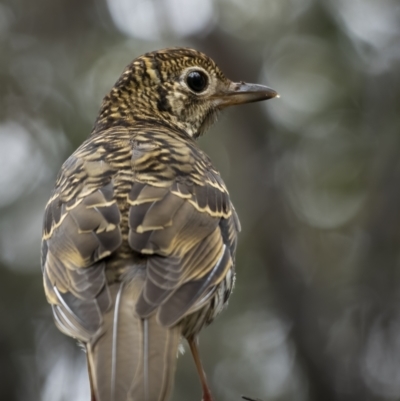 Zoothera lunulata (Bassian Thrush) at Cotter River, ACT - 5 Dec 2021 by trevsci
