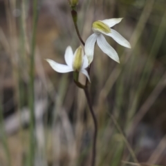 Caladenia sp. (A Caladenia) at Namadgi National Park - 5 Dec 2021 by trevsci