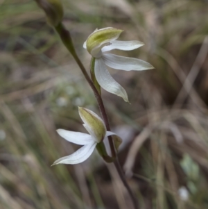 Caladenia sp. at Cotter River, ACT - 5 Dec 2021