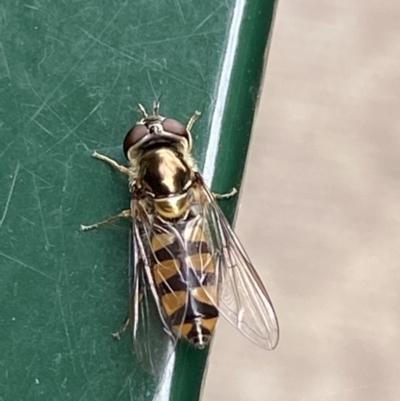 Simosyrphus grandicornis (Common hover fly) at Queanbeyan, NSW - 5 Dec 2021 by FeralGhostbat