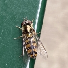 Unidentified Hover fly (Syrphidae) (TBC) at Queanbeyan, NSW - 5 Dec 2021 by Ozflyfisher