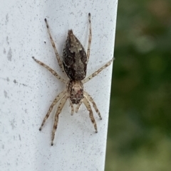 Helpis sp. (genus) (Unidentified Bronze Jumping Spider) at Queanbeyan, NSW - 5 Dec 2021 by Ozflyfisher