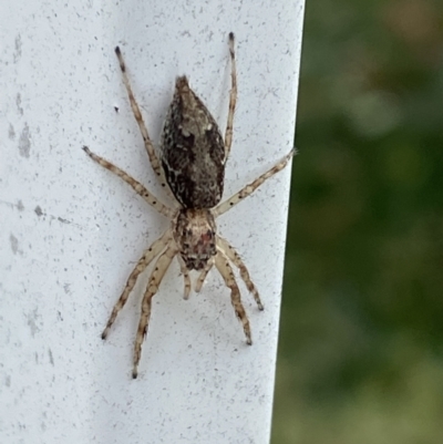 Helpis sp. (genus) (Unidentified Bronze Jumping Spider) at Queanbeyan, NSW - 6 Dec 2021 by FeralGhostbat