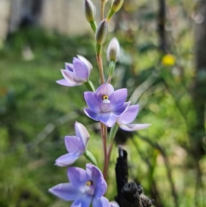 Thelymitra sp. (nuda complex) at Paddys River, ACT - 4 Dec 2021