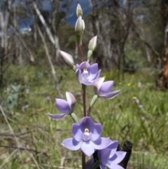 Thelymitra sp. (nuda complex) at Paddys River, ACT - 4 Dec 2021