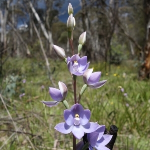 Thelymitra sp. (nuda complex) at Paddys River, ACT - 4 Dec 2021