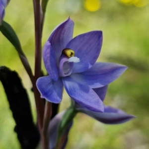 Thelymitra sp. (nuda complex) at Paddys River, ACT - 4 Dec 2021