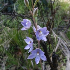 Thelymitra sp. (nuda complex) at Paddys River, ACT - 4 Dec 2021