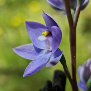 Thelymitra sp. (nuda complex) at Paddys River, ACT - 4 Dec 2021