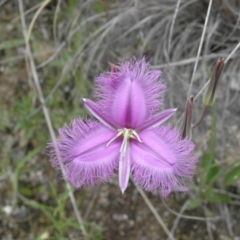 Thysanotus tuberosus subsp. tuberosus (Common Fringe-lily) at Mount Taylor - 4 Dec 2021 by MatthewFrawley